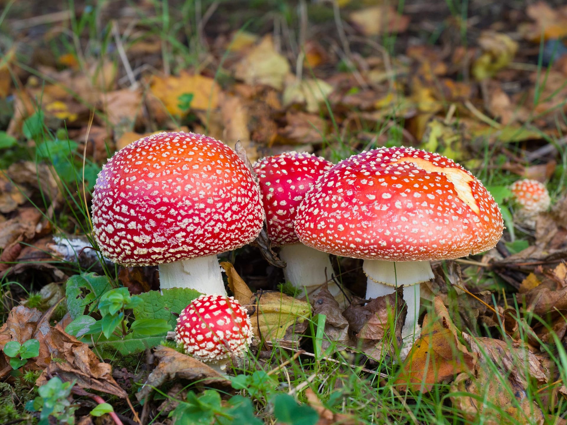 Mushrooms, Gartan Photo Clive Wasson